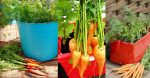 carrotte pot jardin