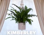 plante maison purifie air maison kimberley queen