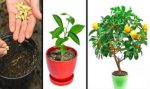 8 arbres fruitiers que vous pouvez cultiver à partir des graines…