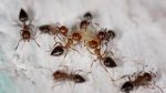 8 façons naturelles d’expulser les fourmis de votre maison