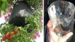 Comment faire pousser des tomates dans des bouteilles…