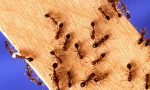 astuce eloigner fourmis
