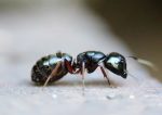 fourmis borax et sucre