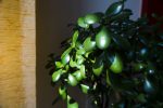 plante de jade
