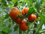 pour une récolte de tomates plus sucrées…