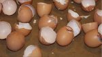 Think twice before throwing out your eggshells