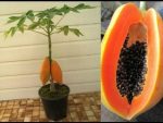 la papaye se cultive bien…