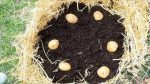 comment faire pousser des pommes de terre pour toujours en avoir en réserve