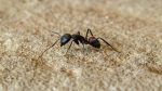 fourmis semoule mais