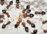 fourmis trace craie