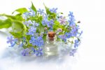 Cosmetology Cosmetic Oil Forget-me-not Essential Oil