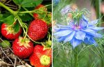 plantes fraises et nigelle de damas
