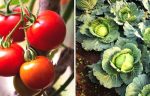 plantes tomates et choux