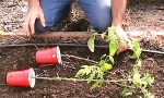 pousser tomates ajout de plants