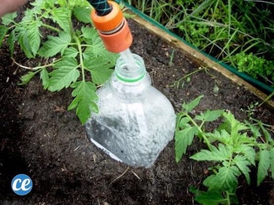 pousser tomates enterrer tiges - Maison jardin astuce