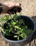 pousser tomates meilleur moment compost