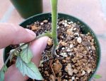 pousser tomates racines robustes