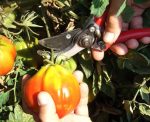 pousser tomates récolte