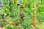 pousser tomates tuteurs