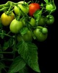 recolte tomate mure astuce jardinier
