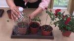 Une méthode simple pour multiplier vos roses et vos rosiers