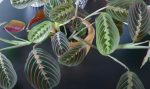 Maranta leuconeura plante d interieur facile a vivre
