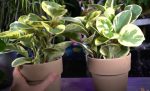 Peperomia Obtusifolia plante d interieur facile sans lumiere direct