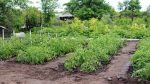 Potager durable 12 légumes perpétuels à planter