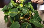 philodendron grimpant plante tres facile a cultiver