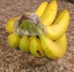 astuce taches brunes sur les bananes